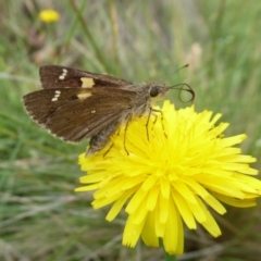 Hesperilla donnysa at Tharwa, ACT - 4 Feb 2019