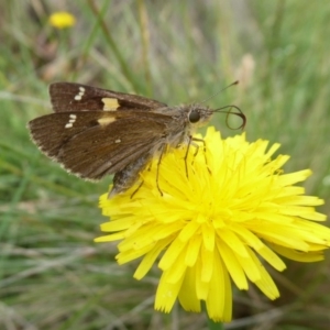 Hesperilla donnysa at Tharwa, ACT - 4 Feb 2019