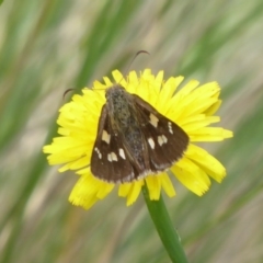 Hesperilla donnysa at Tharwa, ACT - 4 Feb 2019