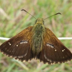 Atkinsia dominula (Two-brand grass-skipper) at Paddys River, ACT - 3 Feb 2019 by Christine