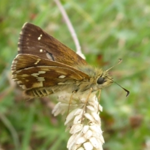 Atkinsia dominula at Paddys River, ACT - suppressed