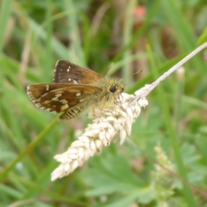 Atkinsia dominula at Paddys River, ACT - suppressed