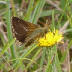 Atkinsia dominula at Paddys River, ACT - suppressed