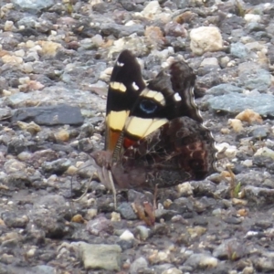 Vanessa itea at Paddys River, ACT - 4 Feb 2019