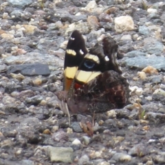 Vanessa itea (Yellow Admiral) at Gibraltar Pines - 4 Feb 2019 by Christine