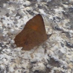 Paralucia aurifera (Bright Copper) at Paddys River, ACT - 4 Feb 2019 by Christine