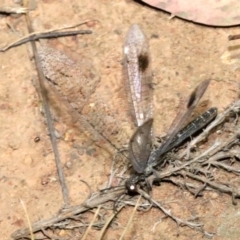 Glenoleon meteoricus at Ainslie, ACT - 2 Feb 2019 09:00 PM