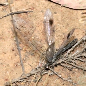 Glenoleon meteoricus at Ainslie, ACT - 2 Feb 2019 09:00 PM