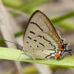 Jalmenus evagoras (Imperial Hairstreak) at Gibraltar Pines - 4 Feb 2019 by Christine