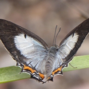 Jalmenus evagoras at Paddys River, ACT - 4 Feb 2019