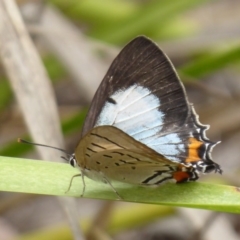 Jalmenus evagoras at Paddys River, ACT - 4 Feb 2019