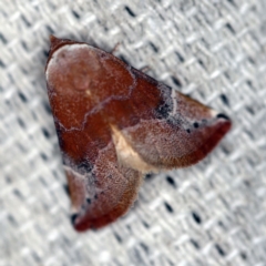 Mataeomera coccophaga (Brown Scale-moth) at O'Connor, ACT - 23 Jan 2019 by ibaird