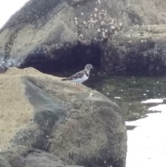 Arenaria interpres (Ruddy Turnstone) at Batemans Marine Park - 4 Feb 2019 by GLemann