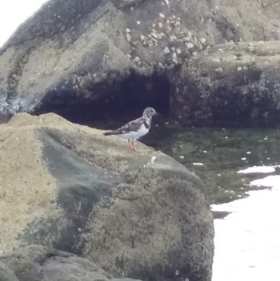 Arenaria interpres (Ruddy Turnstone) at Batemans Marine Park - 4 Feb 2019 by GLemann