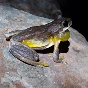 Litoria quiritatus at Bawley Point, NSW - 4 Feb 2019 09:36 PM