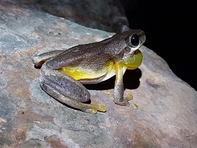 Litoria quiritatus (Screaming Tree Frog) at Bawley Point, NSW - 4 Feb 2019 by GLemann