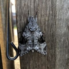 Psilogramma casuarinae (Privet Hawk Moth) at Casey, ACT - 4 Feb 2019 by sla797