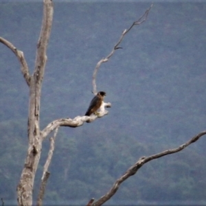 Falco longipennis at Paddys River, ACT - 4 Feb 2019 02:53 PM