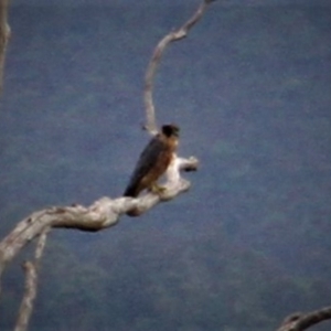 Falco longipennis at Paddys River, ACT - 4 Feb 2019
