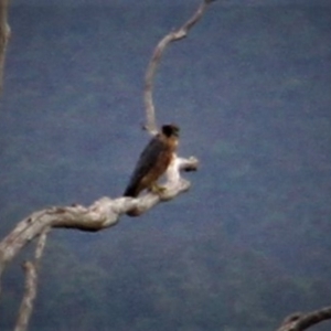 Falco longipennis at Paddys River, ACT - 4 Feb 2019 02:53 PM