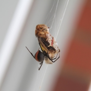 Latrodectus hasselti at Paddys River, ACT - 4 Feb 2019 03:08 PM