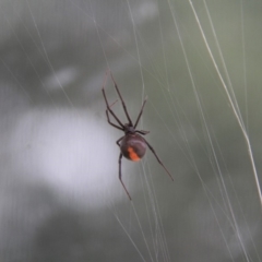 Latrodectus hasselti at Paddys River, ACT - 4 Feb 2019 03:08 PM