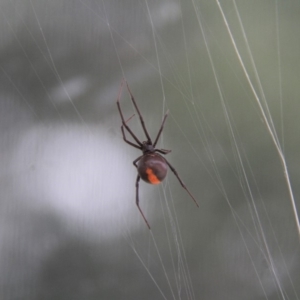 Latrodectus hasselti at Paddys River, ACT - 4 Feb 2019