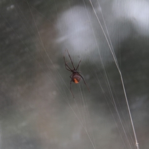 Latrodectus hasselti at Paddys River, ACT - 4 Feb 2019 03:08 PM