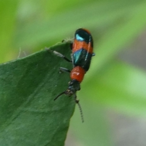 Dicranolaius bellulus at Cotter River, ACT - 2 Feb 2019