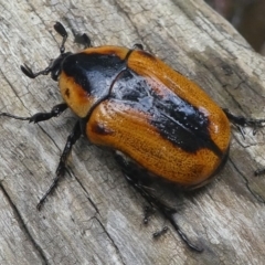 Chondropyga dorsalis (Cowboy beetle) at Cotter River, ACT - 2 Feb 2019 by HarveyPerkins