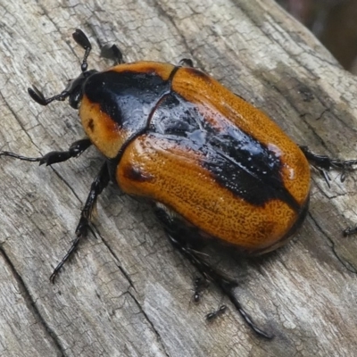 Chondropyga dorsalis (Cowboy beetle) at Cotter River, ACT - 2 Feb 2019 by HarveyPerkins