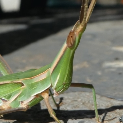 Acrida conica (Giant green slantface) at Kambah, ACT - 2 Feb 2019 by HarveyPerkins