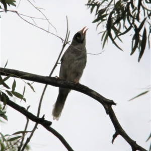 Manorina melanocephala at Paddys River, ACT - 4 Feb 2019 03:06 PM