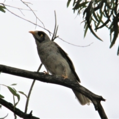 Manorina melanocephala at Paddys River, ACT - 4 Feb 2019 03:06 PM