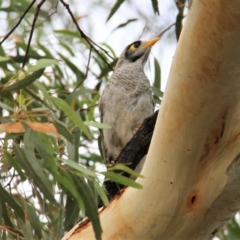 Manorina melanocephala at Paddys River, ACT - 4 Feb 2019 03:06 PM