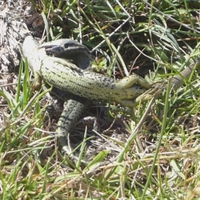 Eulamprus tympanum (Southern Water Skink) at Paddys River, ACT - 4 Feb 2019 by Christine