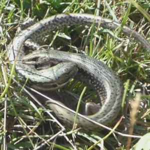 Eulamprus tympanum at Paddys River, ACT - 4 Feb 2019