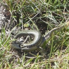 Eulamprus tympanum at Paddys River, ACT - 4 Feb 2019