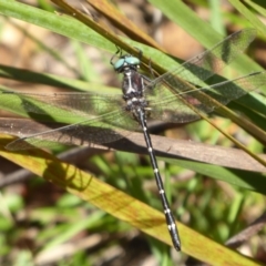 Eusynthemis guttata (Southern Tigertail) at Gibraltar Pines - 3 Feb 2019 by Christine