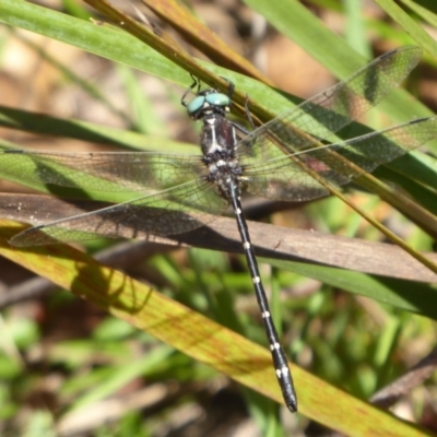 Eusynthemis guttata (Southern Tigertail) at Paddys River, ACT - 3 Feb 2019 by Christine