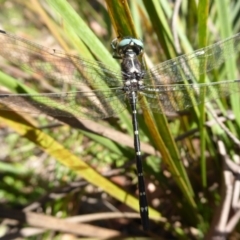 Eusynthemis guttata at Paddys River, ACT - 4 Feb 2019