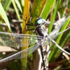 Eusynthemis guttata at Paddys River, ACT - 4 Feb 2019