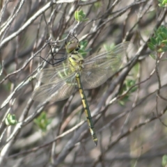 Hemicordulia tau (Tau Emerald) at Tuggeranong DC, ACT - 4 Feb 2019 by SandraH