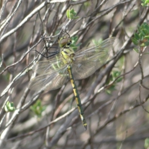 Hemicordulia tau at Tuggeranong DC, ACT - 5 Feb 2019