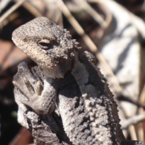 Rankinia diemensis at Paddys River, ACT - 4 Feb 2019