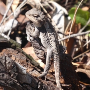 Rankinia diemensis at Paddys River, ACT - 4 Feb 2019