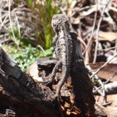 Rankinia diemensis at Paddys River, ACT - 4 Feb 2019