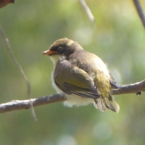 Melithreptus lunatus at Tharwa, ACT - 4 Feb 2019 10:10 AM