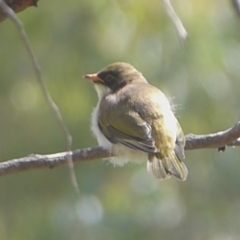 Melithreptus lunatus at Tharwa, ACT - 4 Feb 2019 10:10 AM