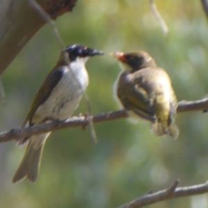 Melithreptus lunatus at Tharwa, ACT - 4 Feb 2019 10:10 AM